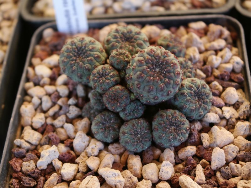 Sulcorebutia rauschii HS121