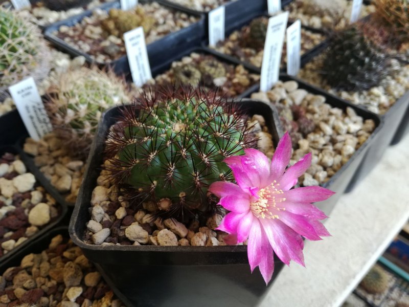 sulcorebutia aff. tiraquensis ssp. totorensis