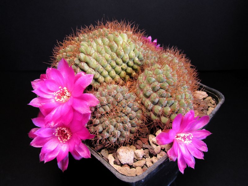 Sulcorebutia callichroma v. longispina HS78a/Fi2