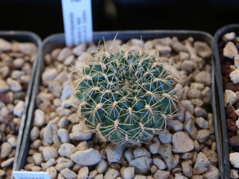 Sulcorebutia tiraquensis ssp. mariana v. laui HS82