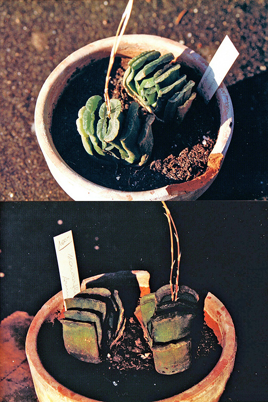 haworthia truncata