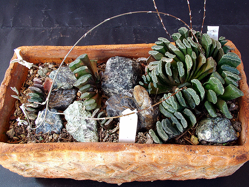 Haworthia truncata 