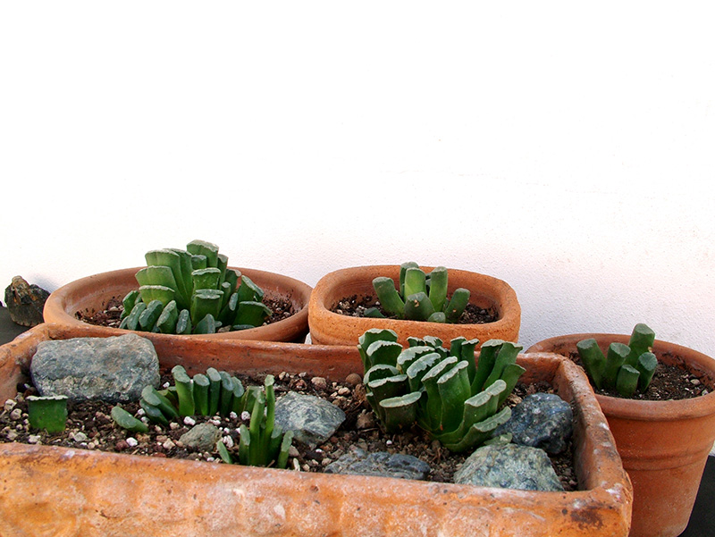 Haworthia truncata 