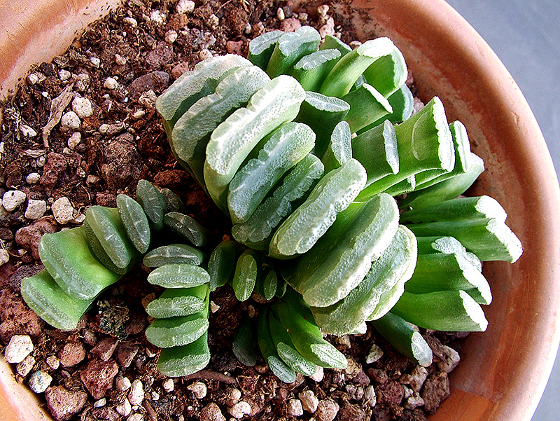 Haworthia truncata 