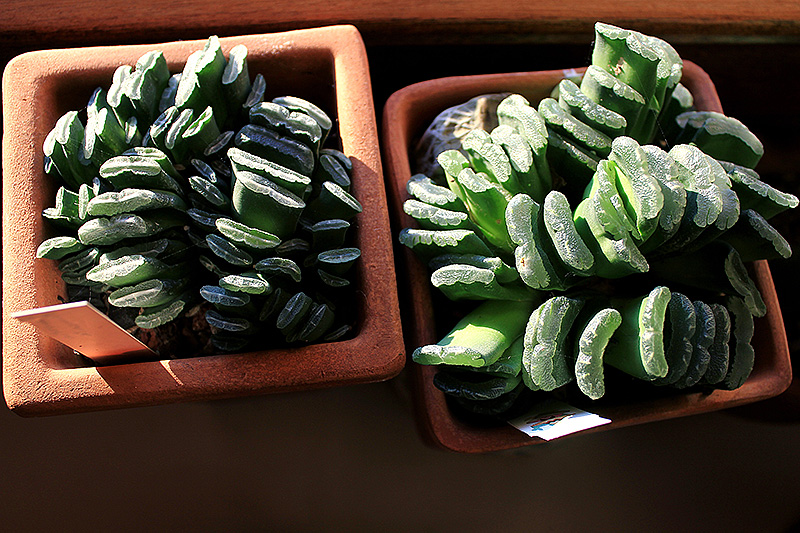 Haworthia truncata 