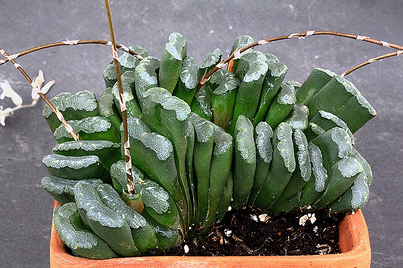 Haworthia truncata 