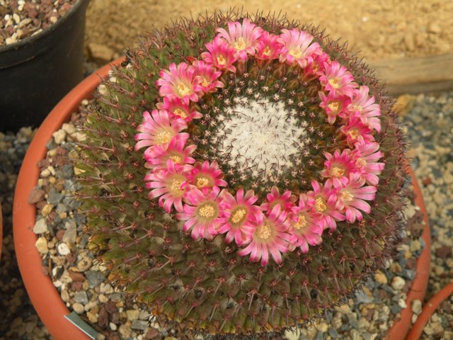 Mammillaria huajuapensis Z206