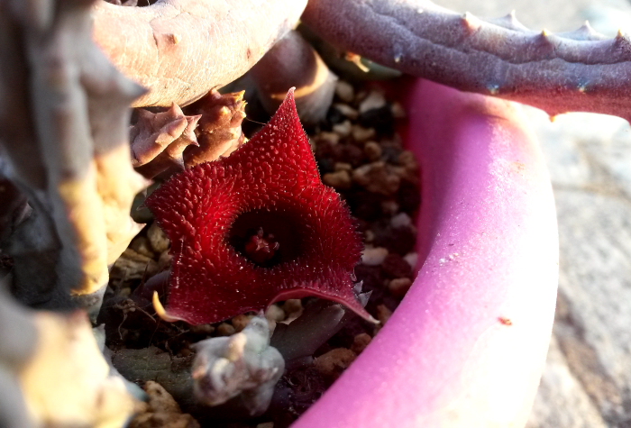 Huernia pendula 