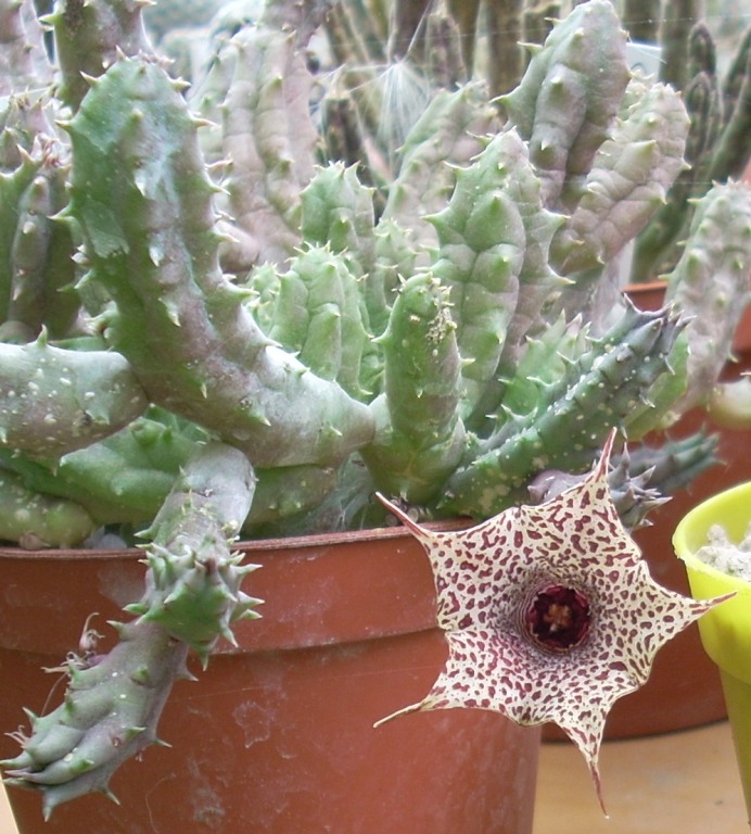 huernia hislopii