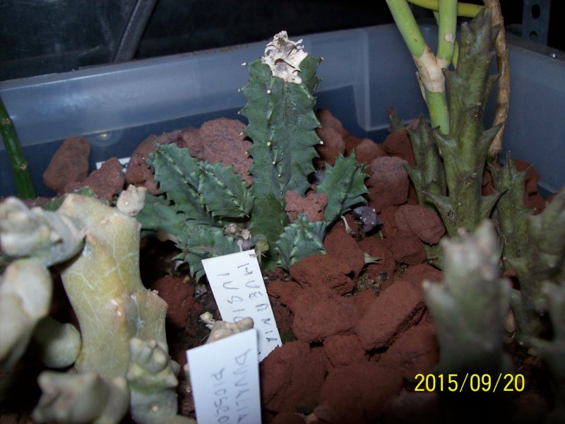 Huernia insignis 