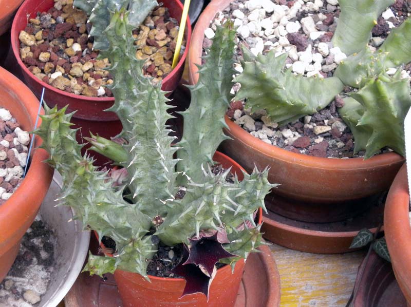 Huernia keniensis 