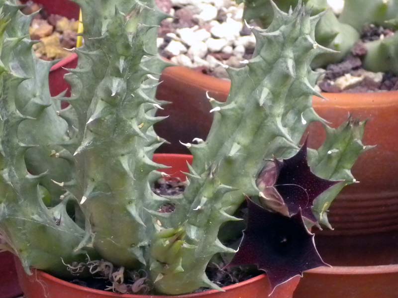 Huernia keniensis 