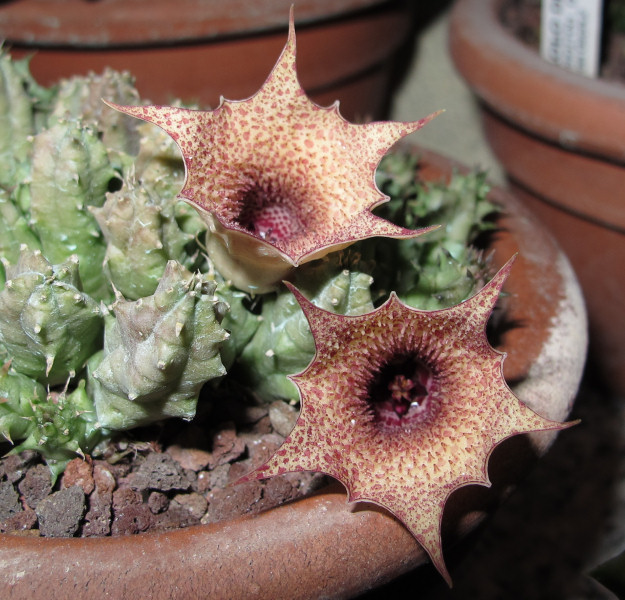 Huernia longituba 