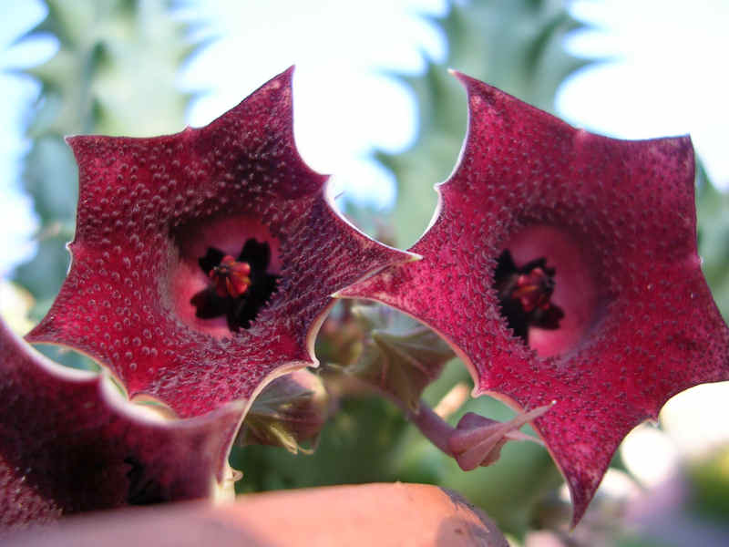 Huernia macrocarpa 