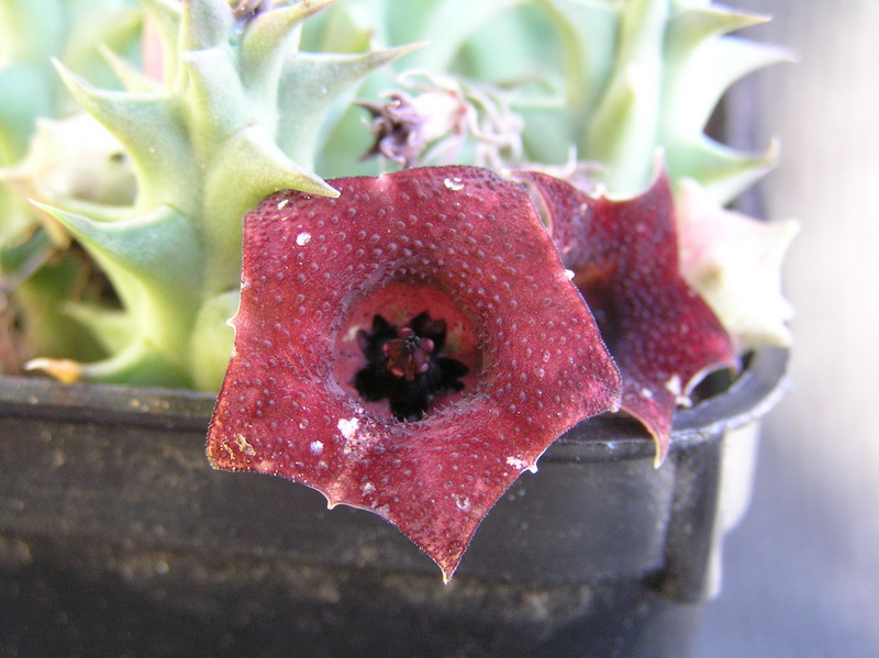 Huernia macrocarpa 