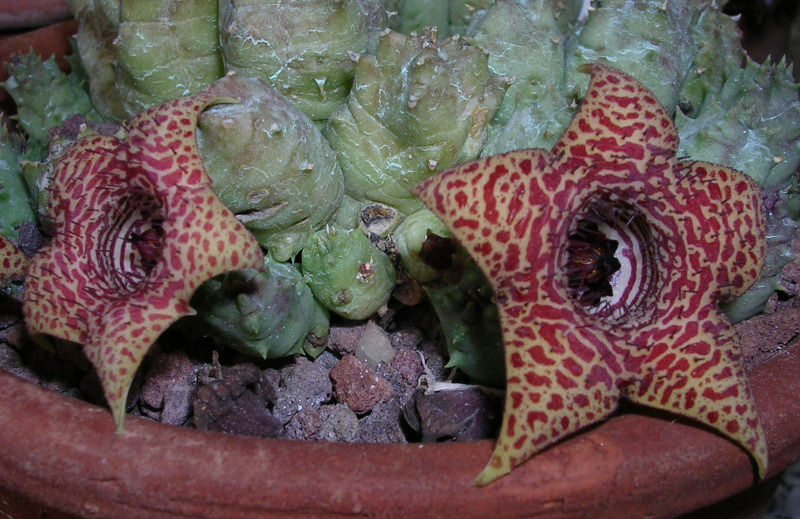 huernia piersii