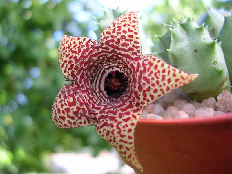 Huernia piersii 