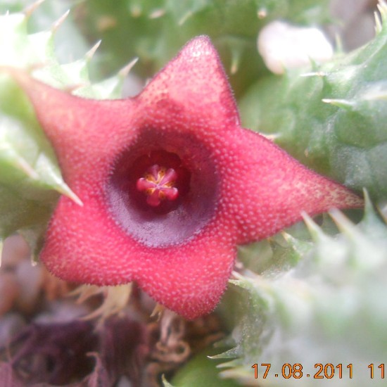 Huernia schneideriana 