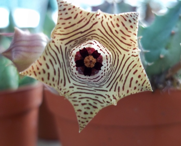 Huernia thuretii 