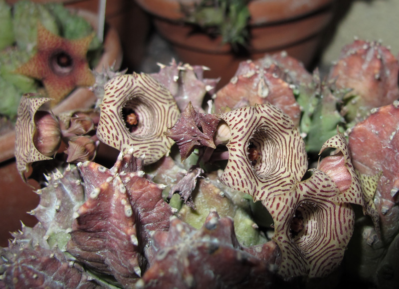 huernia thuretii