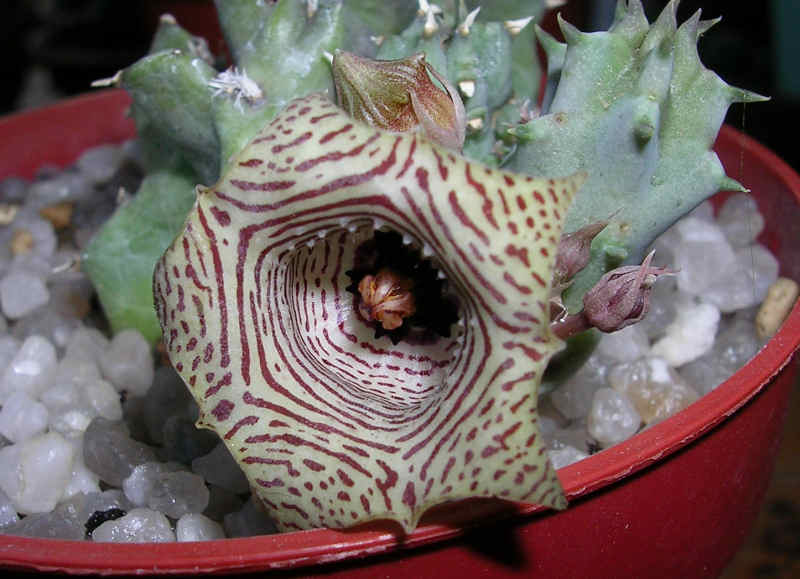 Huernia thuretii 