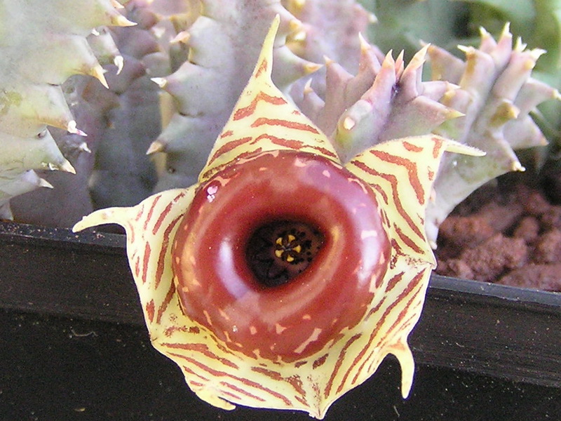 Huernia zebrina 