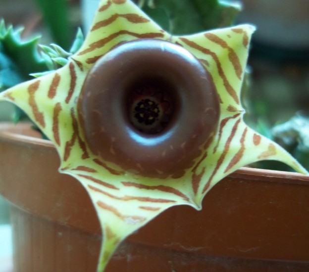 Huernia zebrina 