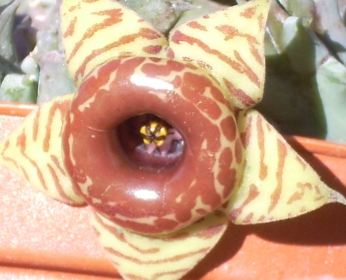 Huernia zebrina 