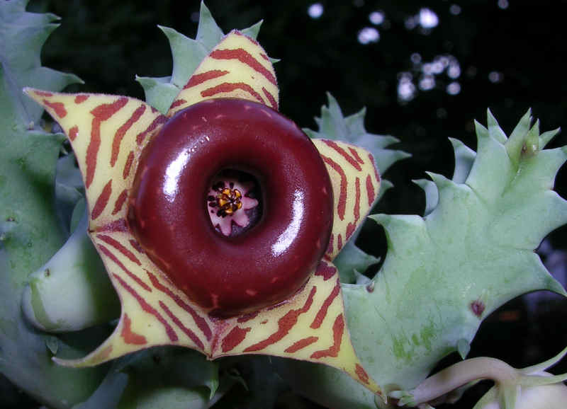 Huernia zebrina 