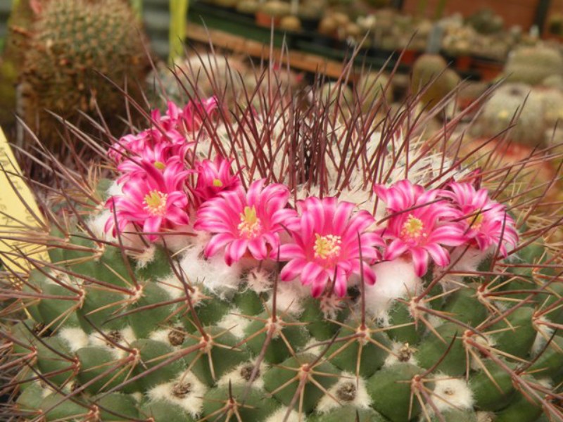 Mammillaria huiguerensis REP 975