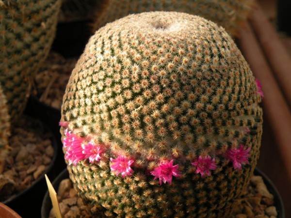 Mammillaria huitzilopochtli f. matampba ROG 396