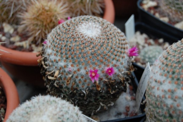 Mammillaria huitzilopochtli LAU 66