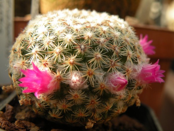 Mammillaria huitzilopochtli v. cuicatlanensis f. minnichii n.n. TL 329