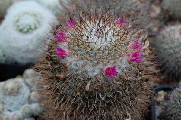 Mammillaria huitzilopochtli ssp. niduliformis LAU 1495