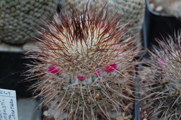 Mammillaria huitzilopochtli ssp. niduliformis LAU 1495