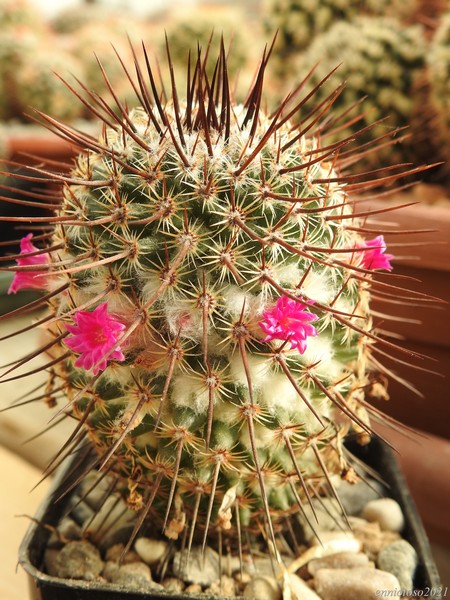 Mammillaria huitzilopochtli TL 185