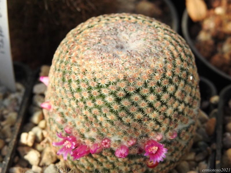 Mammillaria huitzilopochtli TL 327