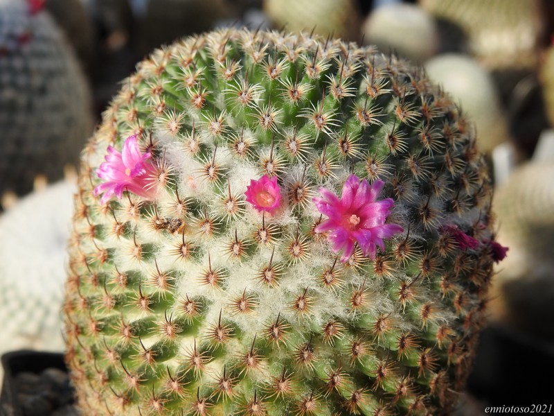 Mammillaria huitzilopochtli Lau 066