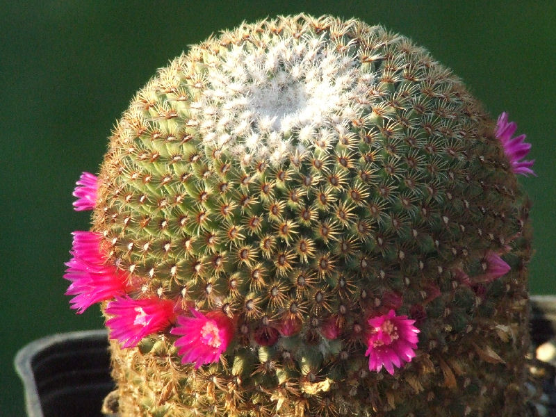 Mammillaria huitzilopochtli 