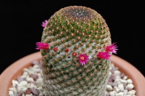 Mammillaria huitzilopochtli 