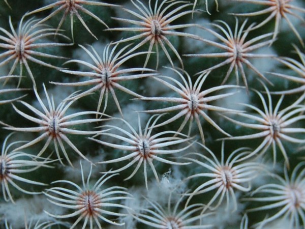 Mammillaria huitzilopochtli 