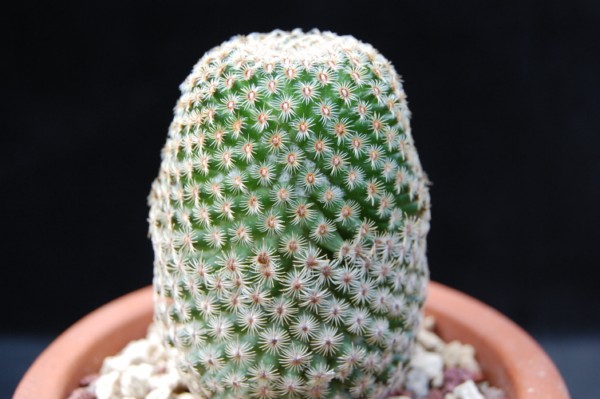 Mammillaria huitzilopochtli 