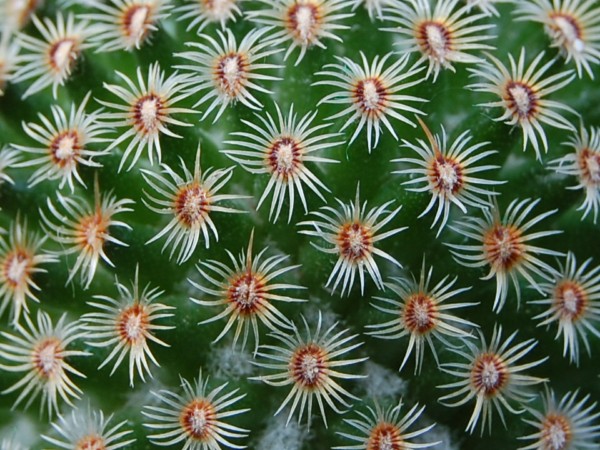 Mammillaria huitzilopochtli 