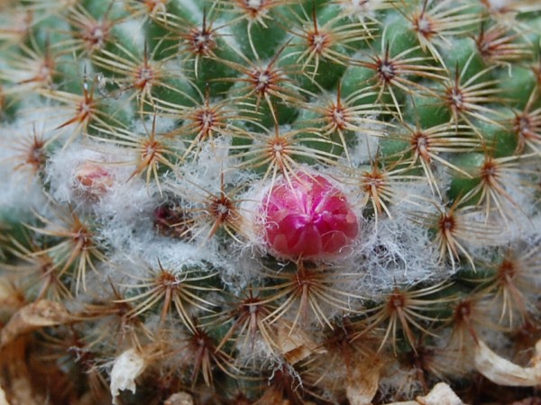 Mammillaria huitzilopochtli 