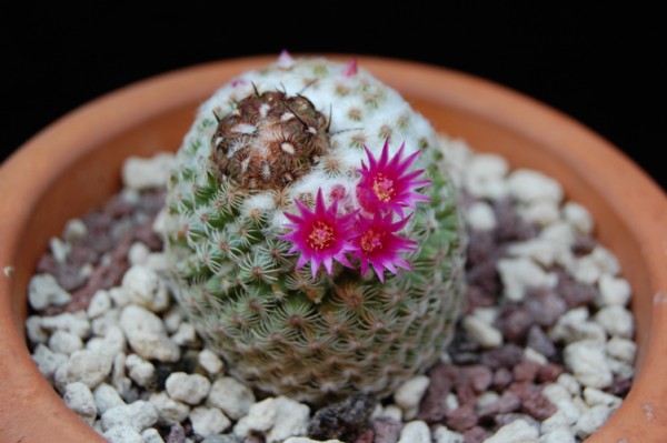 Mammillaria huitzilopochtli 