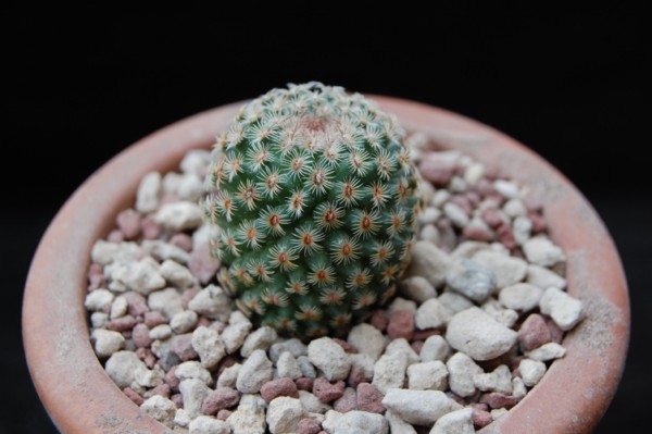 Mammillaria huitzilopochtli LAU 66