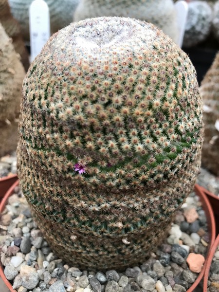 Mammillaria huitzilopochtli rog396