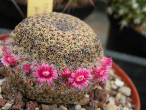 Mammillaria huitzilopochtli f. matampba ROG 396