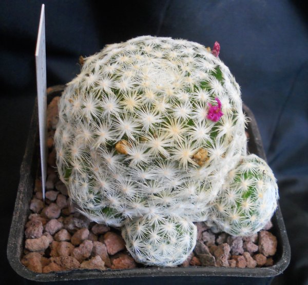 Mammillaria humboldtii 