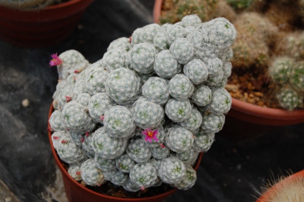 Mammillaria humboldtii 